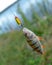 Fish caught perch hanging on a fishing lure the minnow.