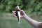 Fish chub on a hook in a manâ€™s hand on the background of the river in soft blur background. Catching fish in fresh water.