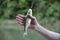 Fish chub on a hook in a men`s hand on the background of the river in soft blur background. Catching fish in fresh water.