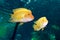 Fish cichlasoma citrinellum, lemon cichlasoma in aquarium
