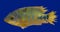 fish Cichlasoma urophthalmus of Cichlids