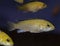 Fish cichlid lemon yellow lab.