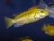 Fish cichlid lemon yellow lab.
