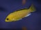 Fish cichlid lemon yellow lab.