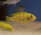 Fish cichlid lemon yellow lab.