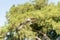 Fish in the claws of an osprey Pandion haliaetus bird with wings spread and talons out