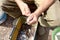 Fish cleaning. Hands of a man cleaning fish from the river, closeup