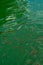 Fish in clear water. A flock of small fish in crystal clear water. Fish farming, fishing. Sunny day, the shadow of the fish on the