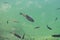 Fish in the clear water of Plitvice Lakes, Croatia