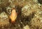 Fish - Clown anemonfish