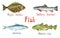 Fish collection, Pacific Halibut Hippoglossus stenolepis, Salmon steelhead, Sardine, Atlantic Cod Gadus morhua, codling