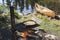 Fish cooking outdoors in a frying pan with a canoe in the backgr