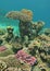 Fish on a coral head on the Great Barrier Reef