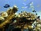 Fish Coral and Scubadiver