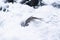 Fish covered with snow lying in a snowdrift