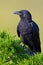 Fish Crow