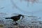 Fish crow bird Corvus ossifragus forages for food