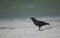 Fish Crow calling on the beach