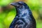 Fish crow Corvus ossifragus closeup - Davie, Florida, USA