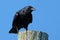 Fish Crow Standing on a Piling