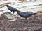 Fish Crows Corvus ossifragus - on a beach near a fish skelton