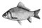 Fish crucian carp, isolated black and white, side view.