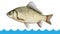 Fish crucian jumping out of the water isolated, white background.