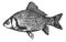 Fish crucian silhouette icon, vector illustration.