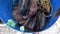 Fish cut in a bucket on a ship in New Zealand.