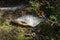 A fish dead near a lake on the grass