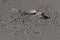 Fish dinner, seagull tracks around a fish skeleton on the beach