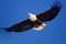 Fish Eagle