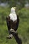 Fish Eagle