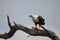 Fish Eagle