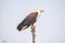 Fish Eagle in Botswana Africa