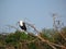 Fish Eagle on a branch