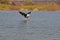 Fish eagle catching a fish