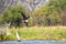 a Fish Eagle with a long tail coming off in the air