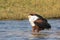 Fish eagle searching for fish in river
