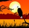 Fish eagle in sunset