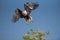 A fish eagle taking flight from a tree