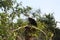 Fish eagle in a tree