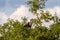 Fish eagle on the tree. Serengeti, Grumeti river shores. Africa