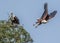 Fish eagles