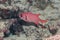 Fish epaulette soldierfish Myripristis kuntee