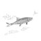 Fish and ephemera as vintage engraved vector illustration