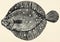 The fish - European flounder (Platichthys flesus).