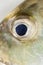 Fish Eye Close-Up (Giant trevally).