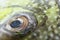 Fish Eye Close-Up(Java rabbitfish, Bluespotted spine fish).