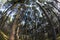 Fish eye photograph pine trees